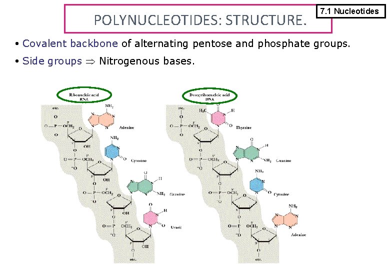 POLYNUCLEOTIDES: STRUCTURE. 7. 1 Nucleotides Covalent backbone of alternating pentose and phosphate groups. Side
