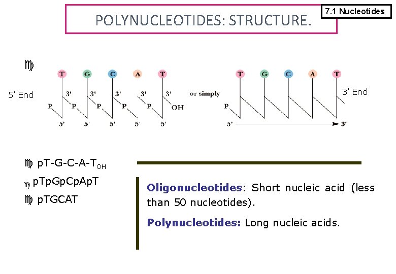 POLYNUCLEOTIDES: STRUCTURE. 7. 1 Nucleotides 3’ End 5’ End p. T-G-C-A-TOH p. Tp. Gp.