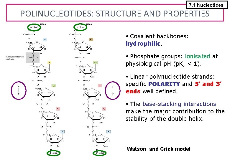 7. 1 Nucleotides POLINUCLEOTIDES: STRUCTURE AND PROPERTIES Covalent backbones: hydrophilic. Phosphate groups: ionisated at