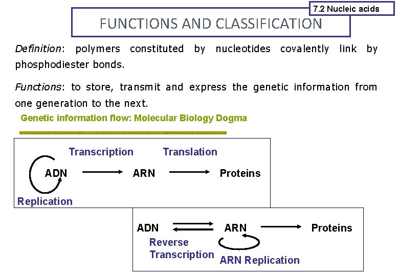 7. 2 Nucleic acids FUNCTIONS AND CLASSIFICATION Definition: polymers constituted by nucleotides covalently link