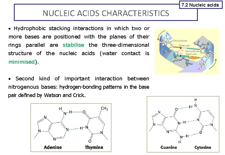 NUCLEIC ACIDS CHARACTERISTICS Hydrophobic stacking interactions in which two or more bases are positioned