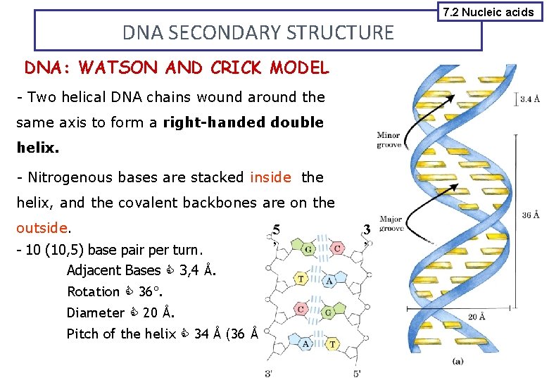 DNA SECONDARY STRUCTURE DNA: WATSON AND CRICK MODEL - Two helical DNA chains wound