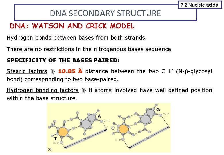 DNA SECONDARY STRUCTURE 7. 2 Nucleic acids DNA: WATSON AND CRICK MODEL Hydrogen bonds