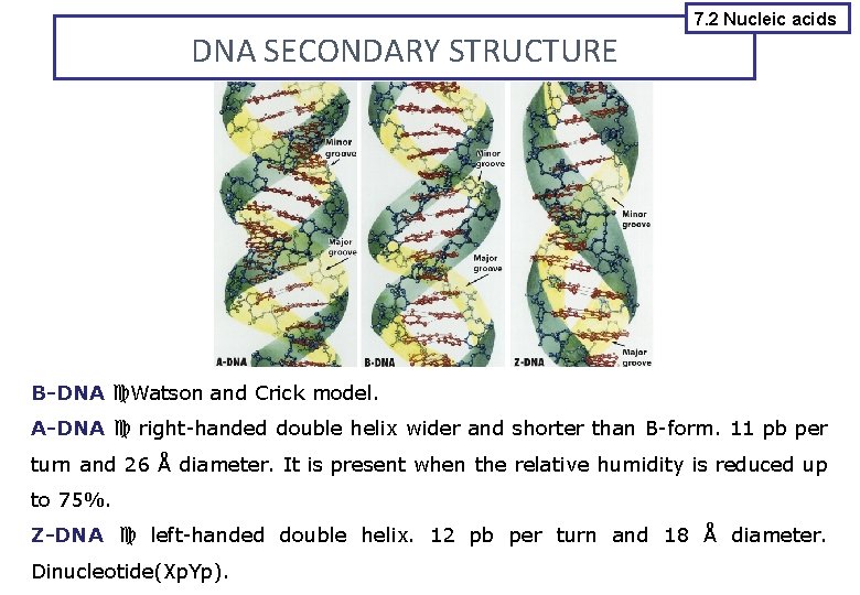DNA SECONDARY STRUCTURE 7. 2 Nucleic acids B-DNA Watson and Crick model. A-DNA right-handed