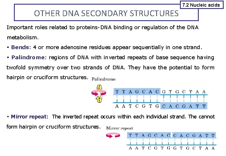OTHER DNA SECONDARY STRUCTURES 7. 2 Nucleic acids Important roles related to proteins-DNA binding