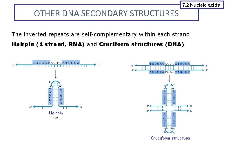 OTHER DNA SECONDARY STRUCTURES 7. 2 Nucleic acids The inverted repeats are self-complementary within