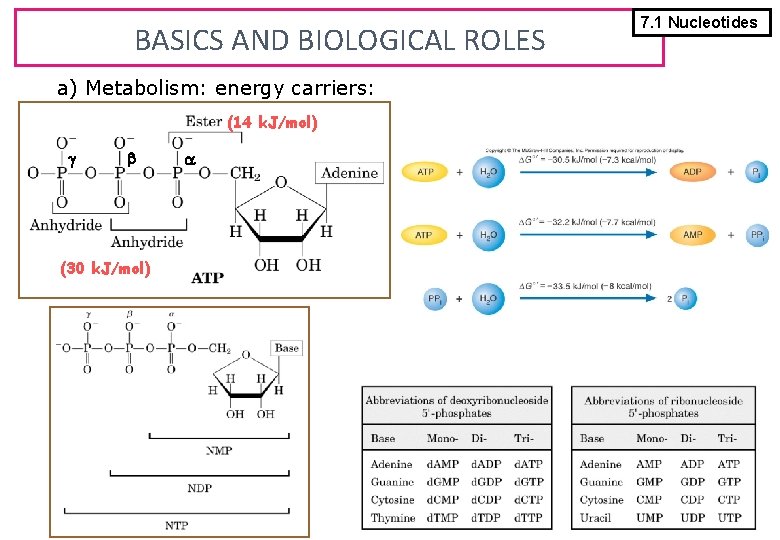 BASICS AND BIOLOGICAL ROLES a) Metabolism: energy carriers: (14 k. J/mol) (30 k. J/mol)