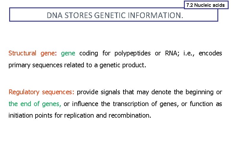 7. 2 Nucleic acids DNA STORES GENETIC INFORMATION. Structural gene: gene coding for polypeptides