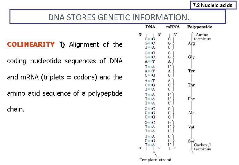 7. 2 Nucleic acids DNA STORES GENETIC INFORMATION. COLINEARITY Alignment of the coding nucleotide