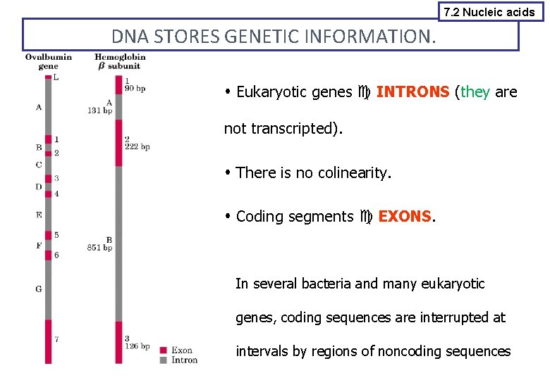 7. 2 Nucleic acids DNA STORES GENETIC INFORMATION. Eukaryotic genes INTRONS (they are not