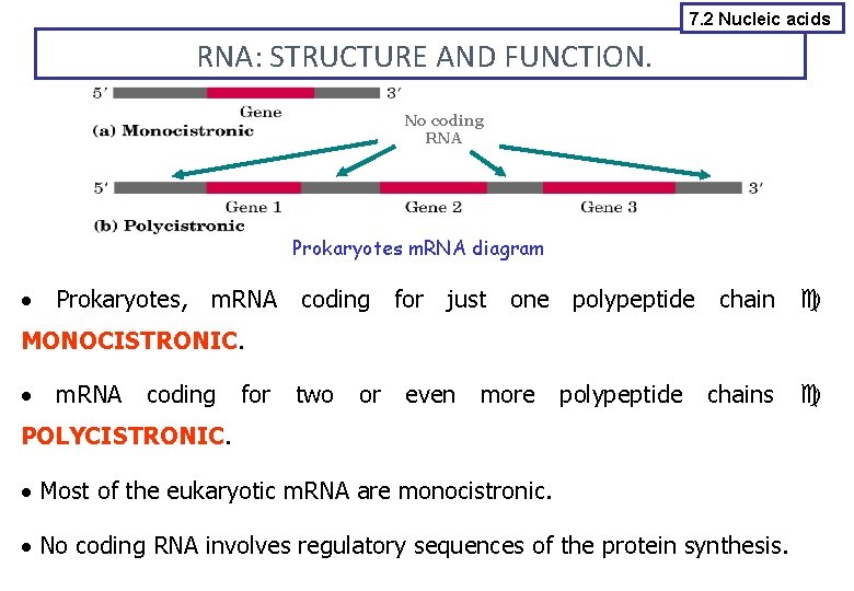 7. 2 Nucleic acids RNA: STRUCTURE AND FUNCTION. No coding RNA Prokaryotes m. RNA