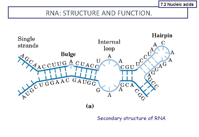 7. 2 Nucleic acids RNA: STRUCTURE AND FUNCTION. Hairpin Bulge Secondary structure of RNA