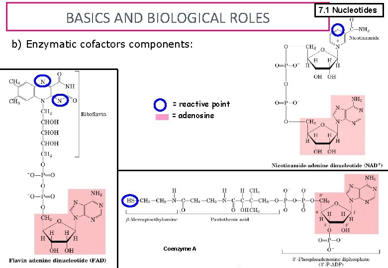BASICS AND BIOLOGICAL ROLES b) Enzymatic cofactors components: = reactive point = adenosine Coenzyme