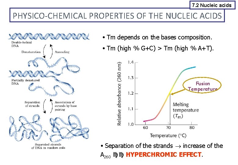 7. 2 Nucleic acids PHYSICO-CHEMICAL PROPERTIES OF THE NUCLEIC ACIDS Tm depends on the