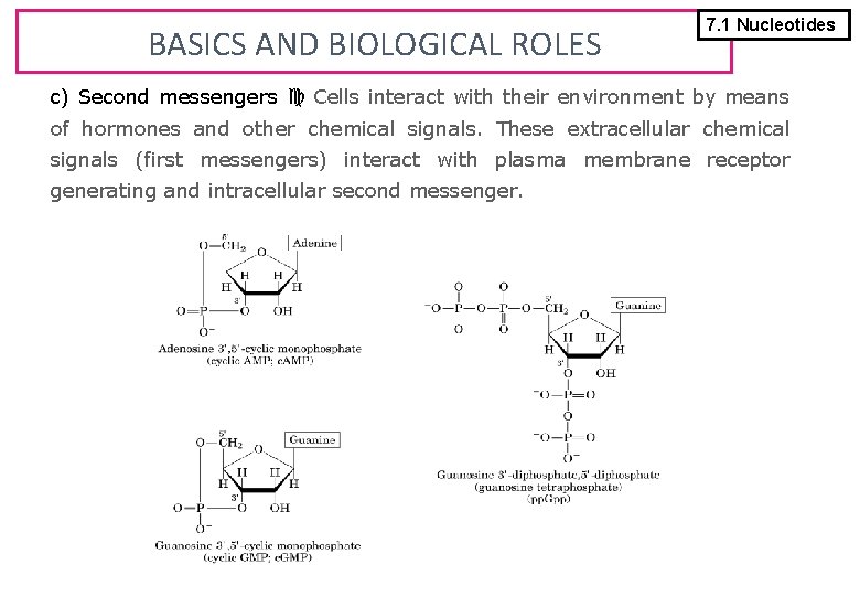 BASICS AND BIOLOGICAL ROLES 7. 1 Nucleotides c) Second messengers Cells interact with their