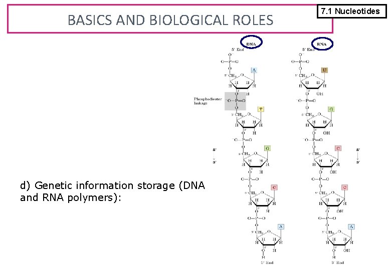BASICS AND BIOLOGICAL ROLES d) Genetic information storage (DNA and RNA polymers): 7. 1