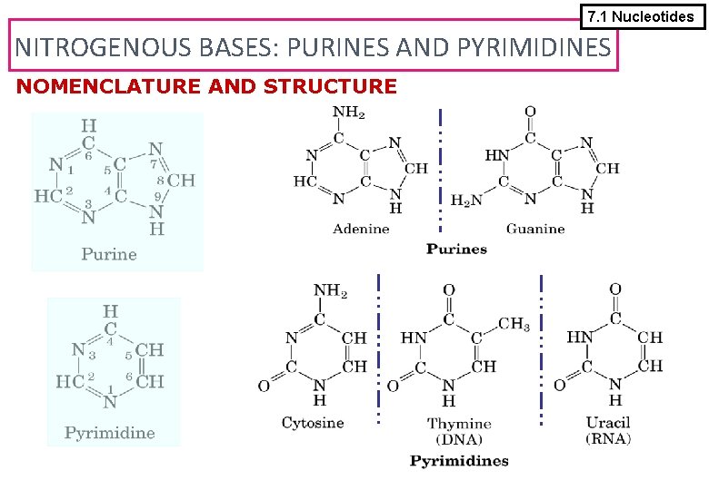 7. 1 Nucleotides NITROGENOUS BASES: PURINES AND PYRIMIDINES NOMENCLATURE AND STRUCTURE 