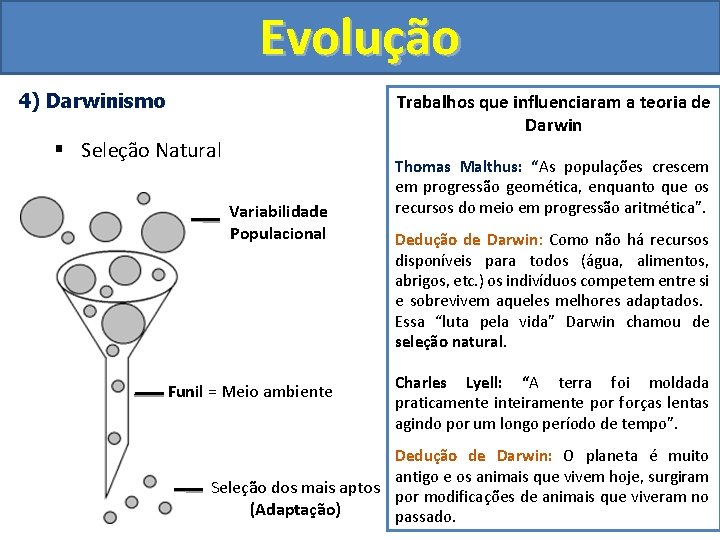 Evolução 4) Darwinismo Trabalhos que influenciaram a teoria de Darwin § Seleção Natural Variabilidade