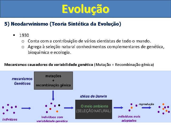 Evolução 5) Neodarwinismo (Teoria Sintética da Evolução) § 1930 o Conta com a contribuição