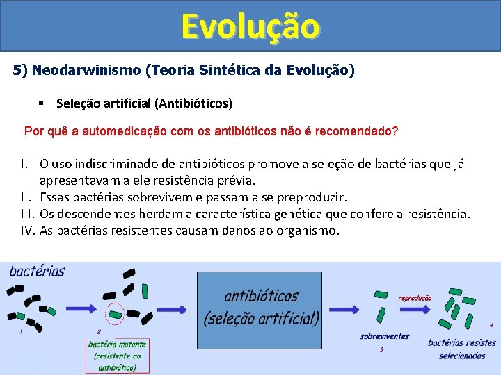 Evolução 5) Neodarwinismo (Teoria Sintética da Evolução) § Seleção artificial (Antibióticos) Por quê a