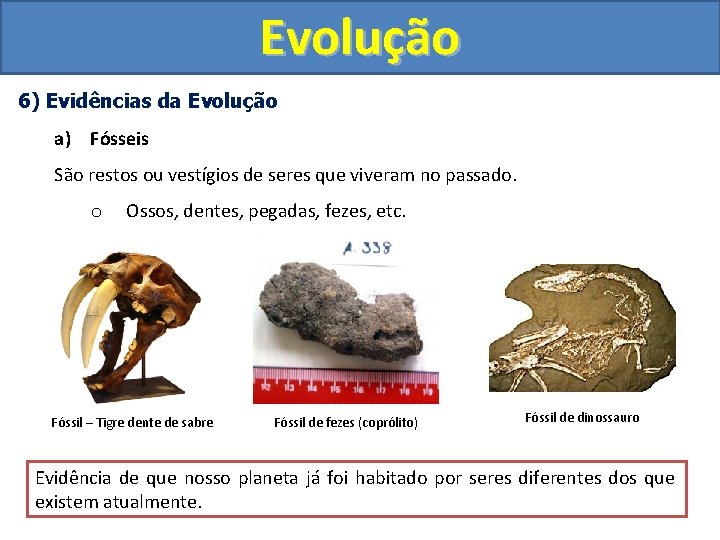Evolução 6) Evidências da Evolução a) Fósseis São restos ou vestígios de seres que