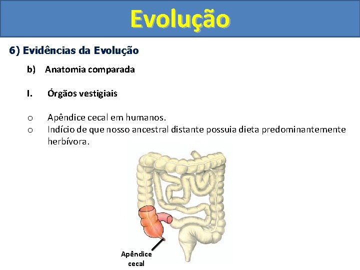 Evolução 6) Evidências da Evolução b) Anatomia comparada I. Órgãos vestigiais o o Apêndice