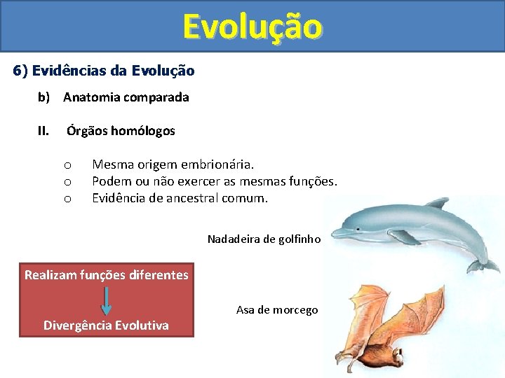 Evolução 6) Evidências da Evolução b) Anatomia comparada II. Órgãos homólogos o o o