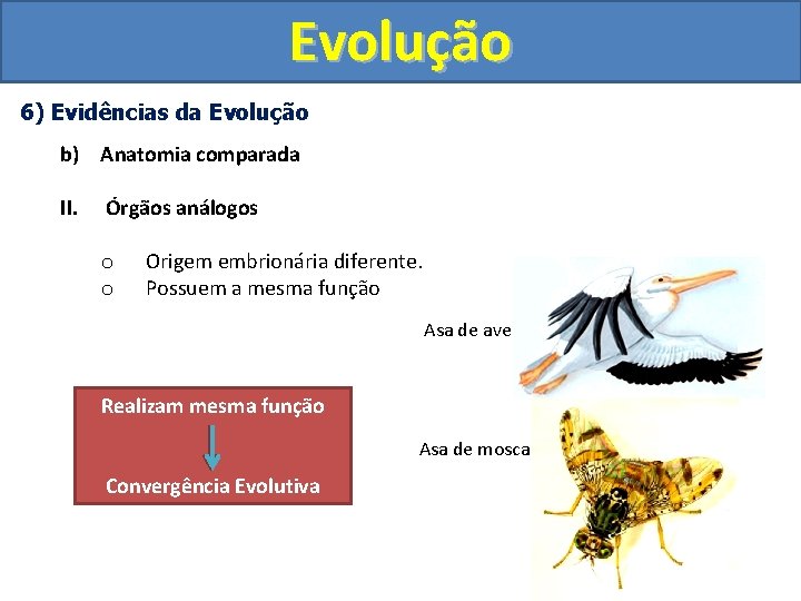 Evolução 6) Evidências da Evolução b) Anatomia comparada II. Órgãos análogos o o Origem