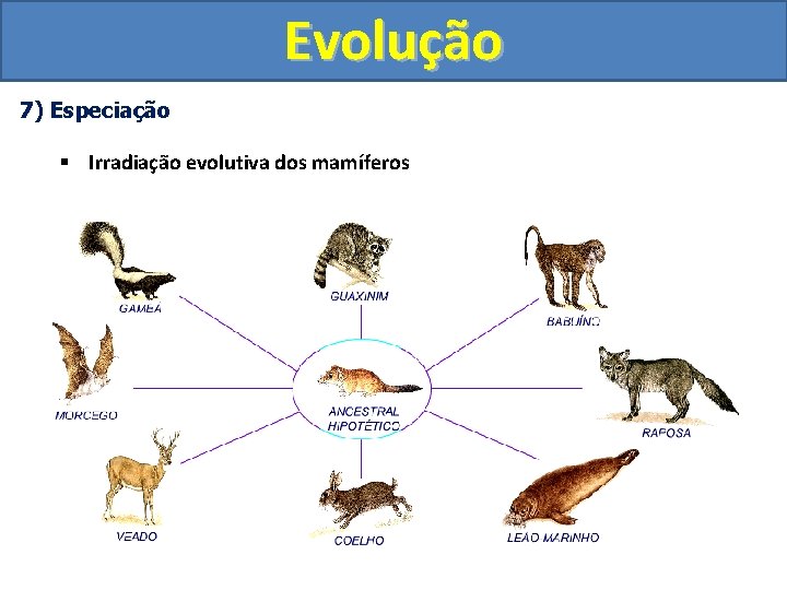Evolução 7) Especiação § Irradiação evolutiva dos mamíferos 
