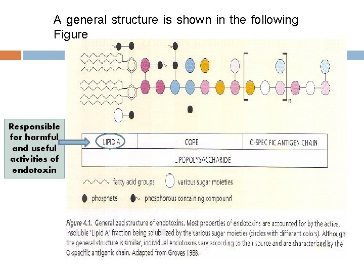 A general structure is shown in the following Figure Responsible for harmful and useful