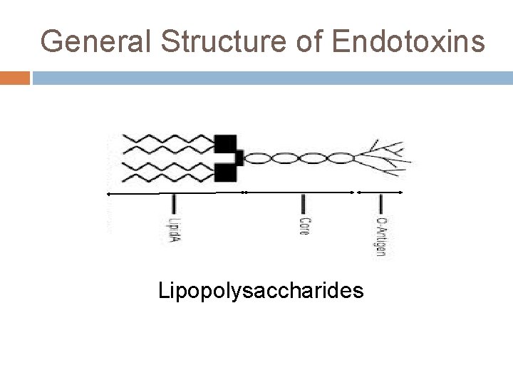 General Structure of Endotoxins Lipopolysaccharides 