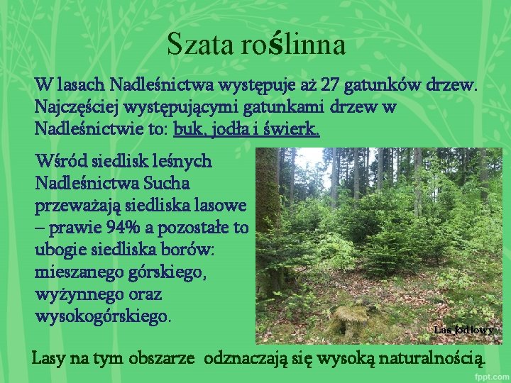 Szata roślinna W lasach Nadleśnictwa występuje aż 27 gatunków drzew. Najczęściej występującymi gatunkami drzew