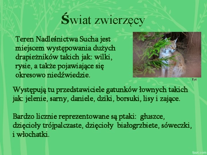 Świat zwierzęcy Teren Nadleśnictwa Sucha jest miejscem występowania dużych drapieżników takich jak: wilki, rysie,
