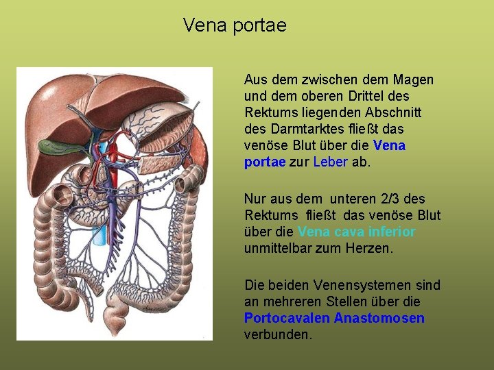 Vena portae Aus dem zwischen dem Magen und dem oberen Drittel des Rektums liegenden Vena portae Aus dem zwischen dem Magen und dem oberen Drittel des Rektums liegenden