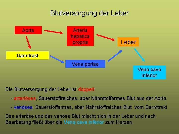 Blutversorgung der Leber Aorta Arteria hepatica propria Leber Darmtrakt Vena portae Vena cava inferior Blutversorgung der Leber Aorta Arteria hepatica propria Leber Darmtrakt Vena portae Vena cava inferior