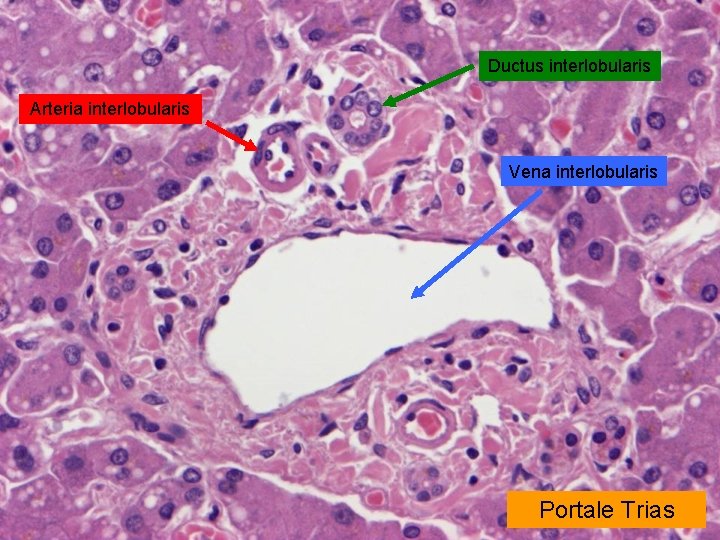Ductus interlobularis Arteria interlobularis Vena interlobularis Portale Trias Ductus interlobularis Arteria interlobularis Vena interlobularis Portale Trias