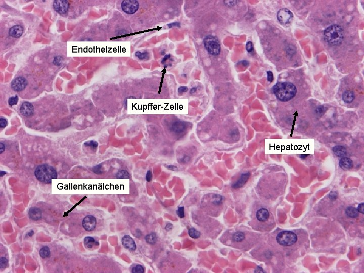 Endothelzelle Kupffer-Zelle Hepatozyt Gallenkanälchen Endothelzelle Kupffer-Zelle Hepatozyt Gallenkanälchen