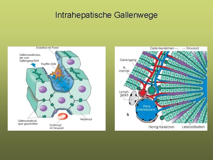 Intrahepatische Gallenwege Intrahepatische Gallenwege
