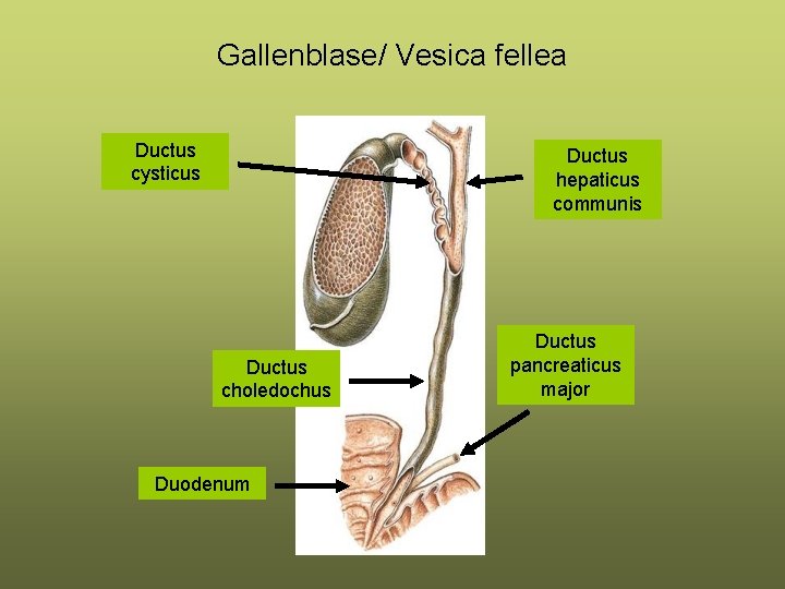 Gallenblase/ Vesica fellea Ductus cysticus Ductus hepaticus communis Ductus choledochus Duodenum Ductus pancreaticus major Gallenblase/ Vesica fellea Ductus cysticus Ductus hepaticus communis Ductus choledochus Duodenum Ductus pancreaticus major