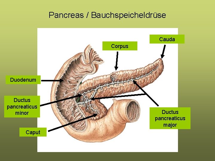 Pancreas / Bauchspeicheldrüse Cauda Corpus Duodenum Ductus pancreaticus minor Caput Ductus pancreaticus major Pancreas / Bauchspeicheldrüse Cauda Corpus Duodenum Ductus pancreaticus minor Caput Ductus pancreaticus major
