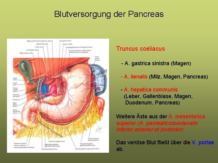 Blutversorgung der Pancreas Truncus coeliacus - A. gastrica sinistra (Magen) - A. lienalis (Milz, Blutversorgung der Pancreas Truncus coeliacus - A. gastrica sinistra (Magen) - A. lienalis (Milz,