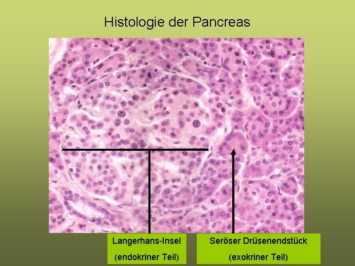 Histologie der Pancreas Langerhans-Insel Seröser Drüsenendstück (endokriner Teil) (exokriner Teil) Histologie der Pancreas Langerhans-Insel Seröser Drüsenendstück (endokriner Teil) (exokriner Teil)