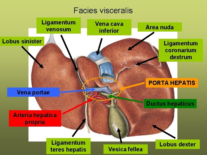 Facies visceralis Ligamentum venosum Vena cava inferior Lobus sinister Area nuda Ligamentum coronarium dextrum Facies visceralis Ligamentum venosum Vena cava inferior Lobus sinister Area nuda Ligamentum coronarium dextrum