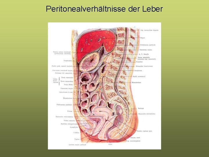 Peritonealverhältnisse der Leber Peritonealverhältnisse der Leber