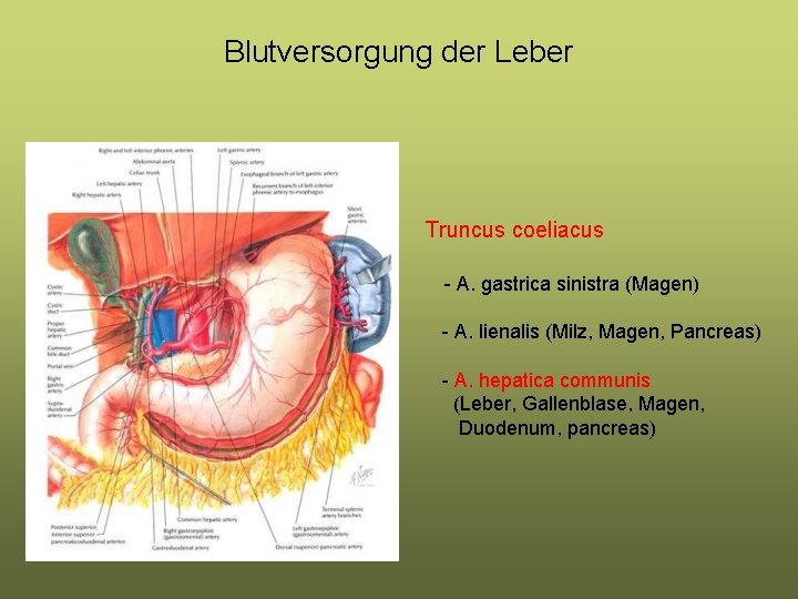 Blutversorgung der Leber Truncus coeliacus - A. gastrica sinistra (Magen) - A. lienalis (Milz, Blutversorgung der Leber Truncus coeliacus - A. gastrica sinistra (Magen) - A. lienalis (Milz,