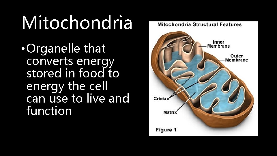 Mitochondria • Organelle that converts energy stored in food to energy the cell can