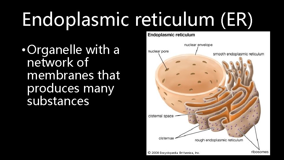 Endoplasmic reticulum (ER) • Organelle with a network of membranes that produces many substances