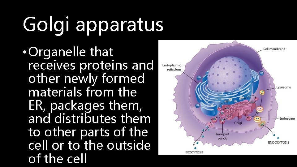 Golgi apparatus • Organelle that receives proteins and other newly formed materials from the