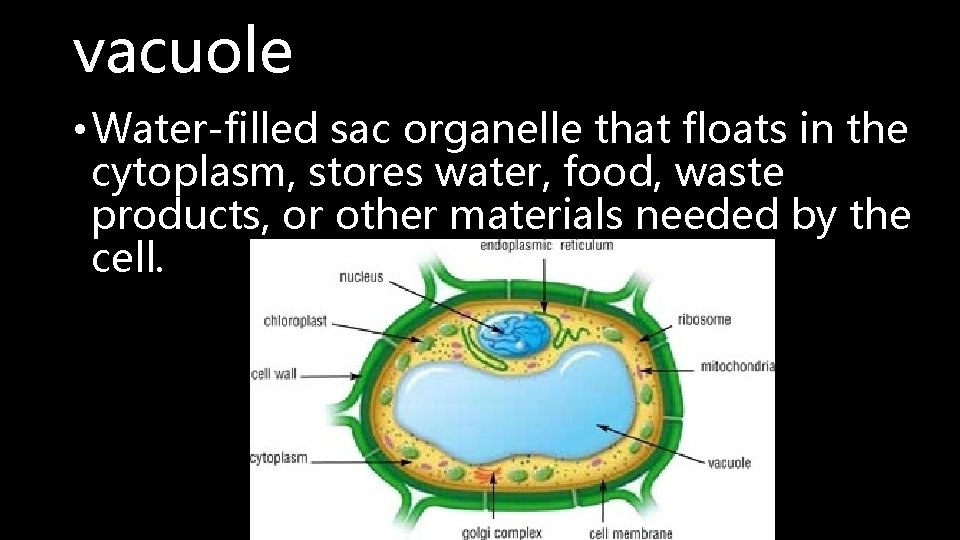vacuole • Water-filled sac organelle that floats in the cytoplasm, stores water, food, waste
