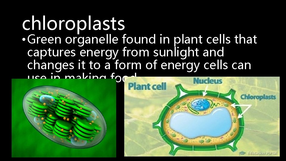 chloroplasts • Green organelle found in plant cells that captures energy from sunlight and